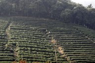 Tea bushes Camellia sinesis in Hangzhou (China, Province Zhejiang). Longjing (Dragon Well Tea)