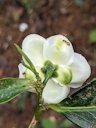 Camellia sinensis, flower and leaves, Wayanad, India