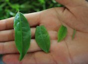Fresh, still undried tea leaves of different qualities in a hand