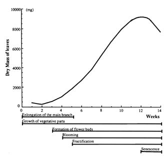 Growth curve and phenological stages of tomatillo in Morelos Mexico. Modified from Mulato-Brito et al. (1985) and Cartujano-Escobar et al. (1985a).