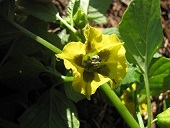 Physalis philadelphica (Tomatillo), Flower, Hawea Pl Olinda, Maui, Hawai'i