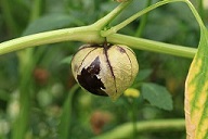Tomatillo P. philadelphica in a garden in Kluse (Emsland)