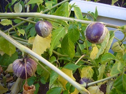 Physalis ixocarpa fruit