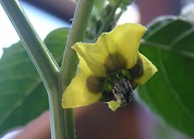 Flower of Tomatillo (Physalis ixocarpa)