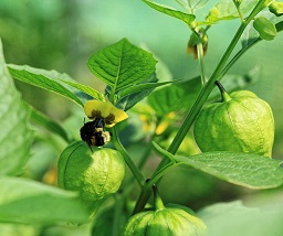 Tomatillo Physalis philadelphica in a garden in Kluse (Emsland)