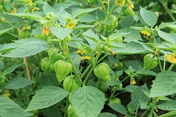 Tomatillo Physalis philadelphica in a garden in Kluse (Emsland)