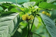 Tomatillo Physalis philadelphica in a garden in Kluse (Emsland)