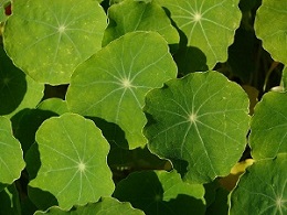 Tropaeolum majus leaves