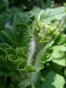 Watermelon hairy young shoot