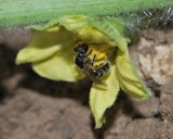 Lasioglossum malachurum, female foraging on a watermelon flower, Hulda, Judean Foothills, Israel