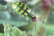 Adult banded cucumber beetle, Diabrotica balteata LeConte