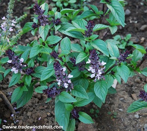 Christmas Basil