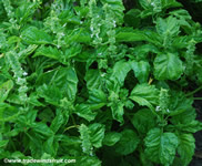 Mammoth Sweet Basil