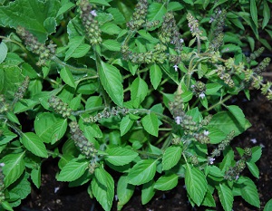 Spice Basil