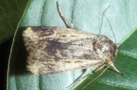 Adult of the granulate cutworm