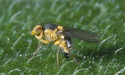 Adult American serpentine leafminer, Liriomyza trifolii (Burgess)