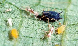 Nymps (mixed ages) and dark form of wingless adult of melon aphids