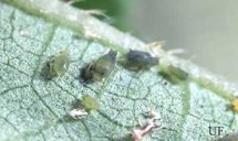 Melon aphids