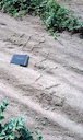 Tunnels formed by mole crickets burrowing near the soil surface.